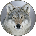 Sonidos lobo gris icono