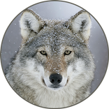Gray wolf Sounds