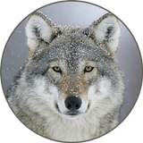 Sons de loups gris icône