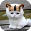 Kitten Sounds APK