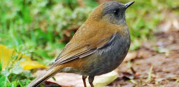 Nightingale Bird Sounds