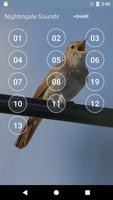 Nightingale Bird Sounds capture d'écran 1