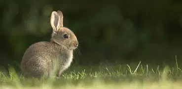 Кролик Банни и звуки