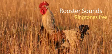 Rooster Sounds und Klingelton