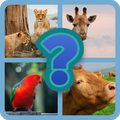 1 Wort 4 Bilder Spiel