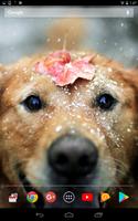 Cute winter dogs ảnh chụp màn hình 2