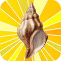 Conch