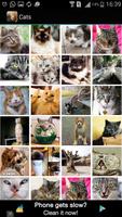 Cat Kitten Wallpapers! تصوير الشاشة 3