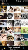 Cat Kitten Wallpapers! screenshot 2
