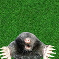 Whac A Mole