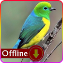 South American Birds Sounds Compilation APK