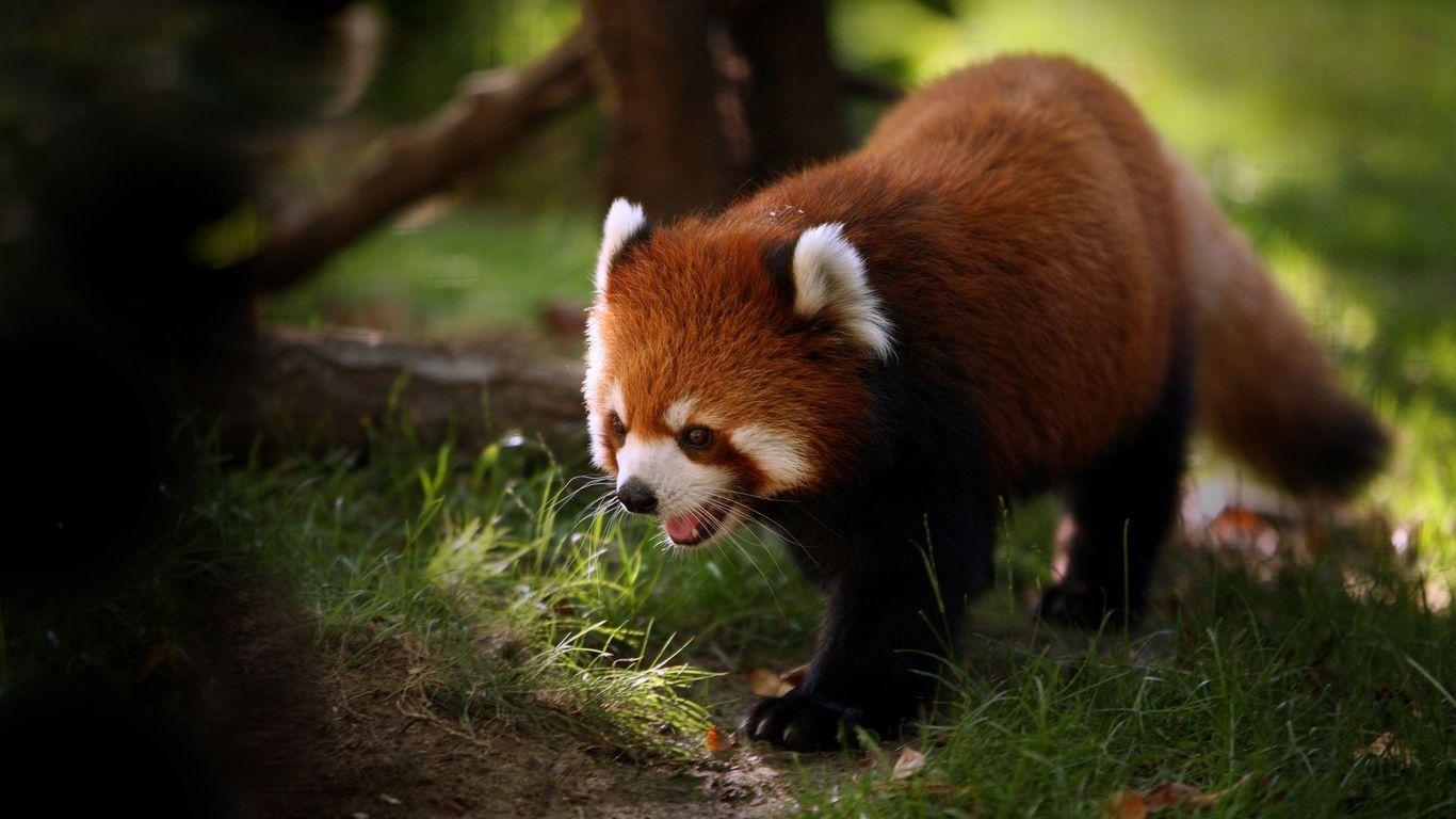 Animal Wallpaper - Animal Lovers APK for Android Download Animal Wallpaper - Animal Lovers APK for Android Download