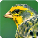 Spanish Timbrado Canary Sound : Canario Timbrado APK