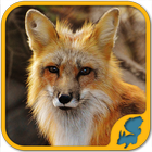 Wild Animals Puzzle Games: WildLife America আইকন