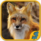 Wild Animals Puzzle Games: WildLife America آئیکن