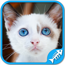 猫猫遊戲 : 对配对游戏，滑动拼图，与一群可爱的小小猫的声音 APK