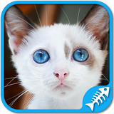 Katzen Puzzle Spiele: süße Katzenspiele Zeichen