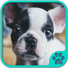 Cute Dog Games free ikona