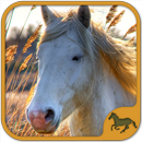 Horse Puzzles Collection aplikacja