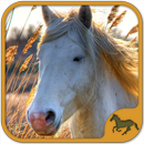 Horse Puzzles Collection APK