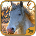 Horse Puzzles Collection أيقونة
