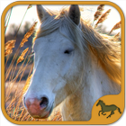 Horse Puzzles Collection 图标