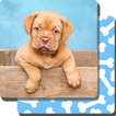 Puppy Games Kids - Cool Puppies for Cool Kids