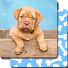 Puppy Games Kids - Cool Puppies for Cool Kids आइकन