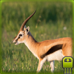 ”Cute Gazelle Simulator