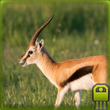 Cute Gazelle Simulator icône