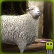 Cute Sheep Simulator