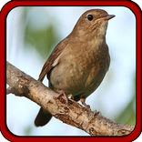 Master Kicau Nightingale Terbaru