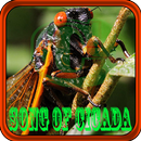 Cicada Mp3 Offline APK