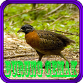 Master Kicau Burung Gemak