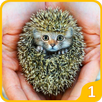Animal Morph : Hybrid Animals Factory Simulator 1 APK