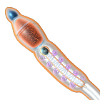 VR Sperm Structure أيقونة