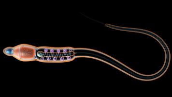 VR Sperm Structure पोस्टर