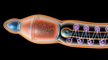 VR Sperm Structure capture d'écran 1