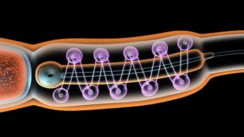 Sperm Structure 3D 截图 2