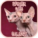 APK Sphynx Cat Gallery
