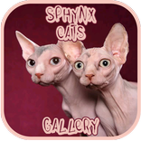 Sphynx Cat Gallery