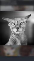 Sphynx Cat Gallery 截圖 3