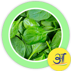 Tasty Palak Spinach Recipes icône