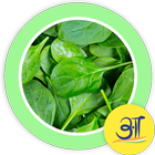 Tasty Palak Spinach Recipes icon