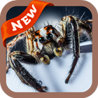 Spider Wallpaper simgesi
