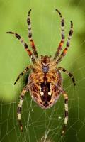 Spider Wallpaper Ekran Görüntüsü 2