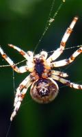 Spider Wallpaper Ekran Görüntüsü 3