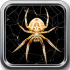 Spider live wallpaper ikona