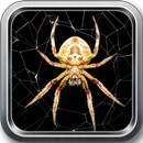 Spider live wallpaper & Lock screen aplikacja