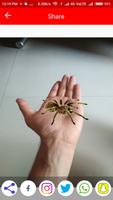 Spider In Hand Prank Funny Joke syot layar 3